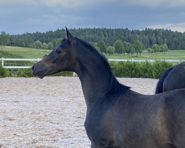 stallion Aladdin (Trakehner, 2023, from Devdas ox)