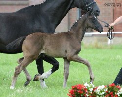 horse Saasou (Westphalian, 2016, from Sir Heinrich OLD)