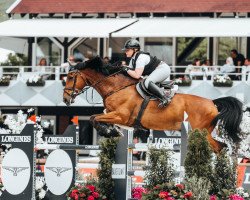 Springpferd Cavallo PS Z (Zangersheide Reitpferd, 2013, von Clarissimo Z)