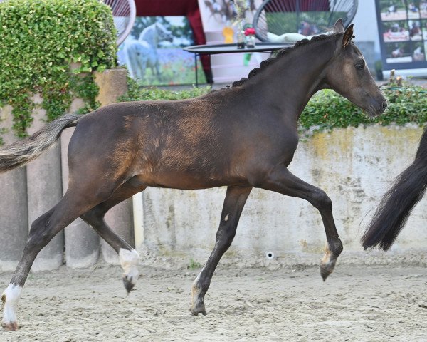 Pferd HLT Gonna be famous (Deutsches Reitpony, 2023, von Gipfelstürmer)