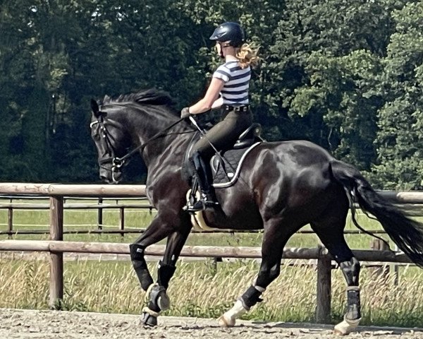 broodmare Davinoir (Westphalian, 2014, from Don Nobless)