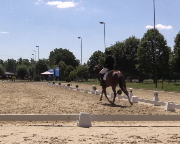 Reitturnier Münster-Roxel 2023