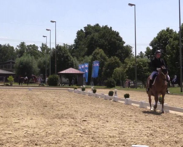 Reitturnier Münster-Roxel 2023