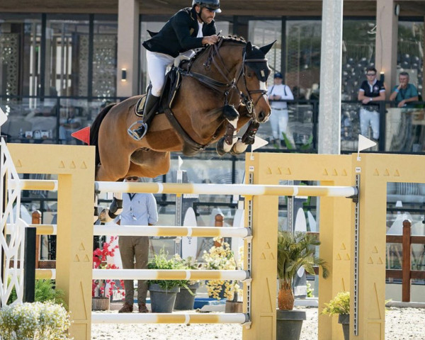 jumper Elle Dorado (KWPN (Royal Dutch Sporthorse), 2008, from Quasimodo Z)