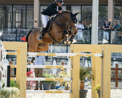 jumper Elle Dorado (KWPN (Royal Dutch Sporthorse), 2008, from Quasimodo Z)