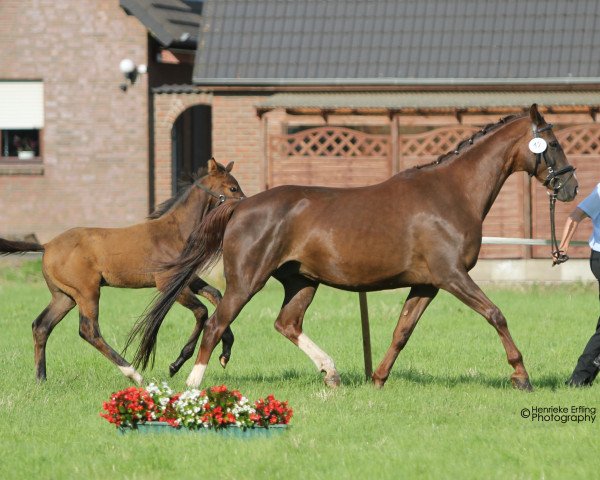 Springpferd Fancy Faye 3 (Westfale, 2016, von First Selection)