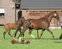 jumper Fancy Faye 3 (Westphalian, 2016, from First Selection)