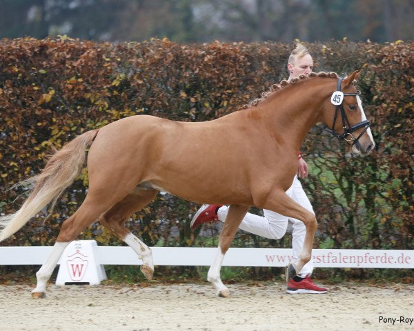 Dressurpferd Glückstrommler (Deutsches Reitpony, 2019, von HET Golden Dream)