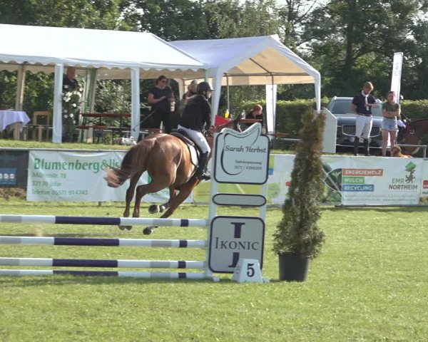 Reitturnier Moringen 2023