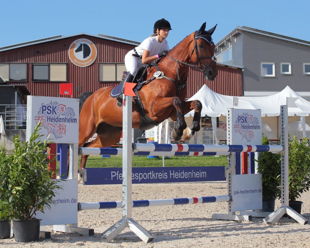 Springpferd General Lee (Schwedisches Warmblut, 2011, von Eldorado van de Zeshoek)