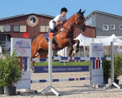 jumper General Lee (Swedish Warmblood, 2011, from Eldorado van de Zeshoek)