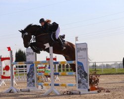 jumper Lasino 8 (Oldenburg show jumper, 2004, from Lasangos)