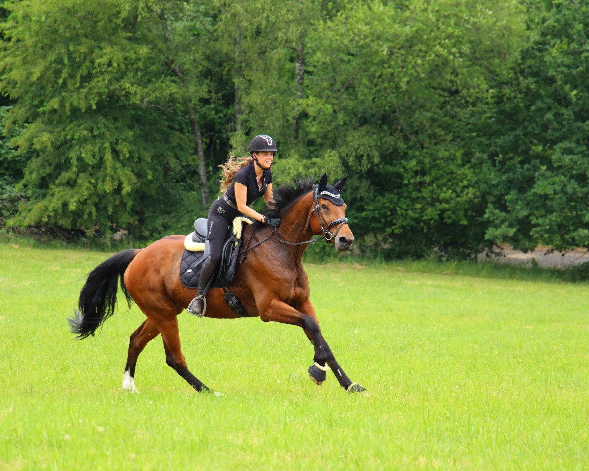 Skokan Adventure SZ (Westfálský kůň, 2013, od Amiro Z)