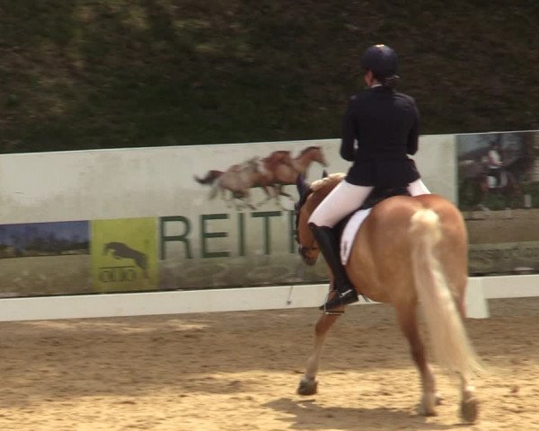 Reitturnier Stadl Paura 2023