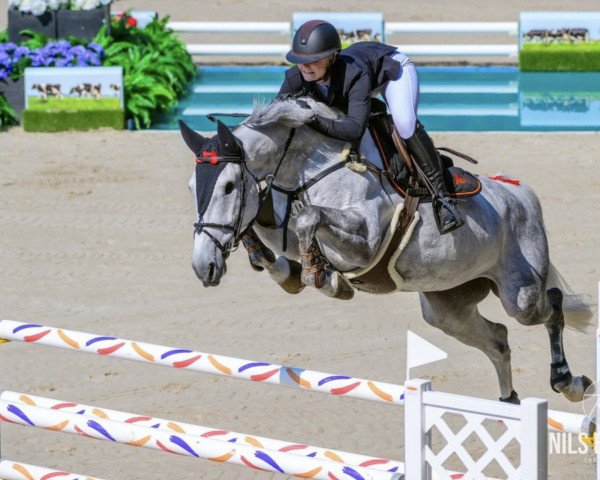 jumper Kilimanjaro (KWPN (Royal Dutch Sporthorse), 2015, from Eldorado van de Zeshoek)