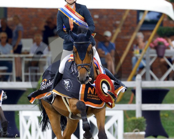 jumper Ferdinand B. (KWPN (Royal Dutch Sporthorse), 2010, from Verdi)