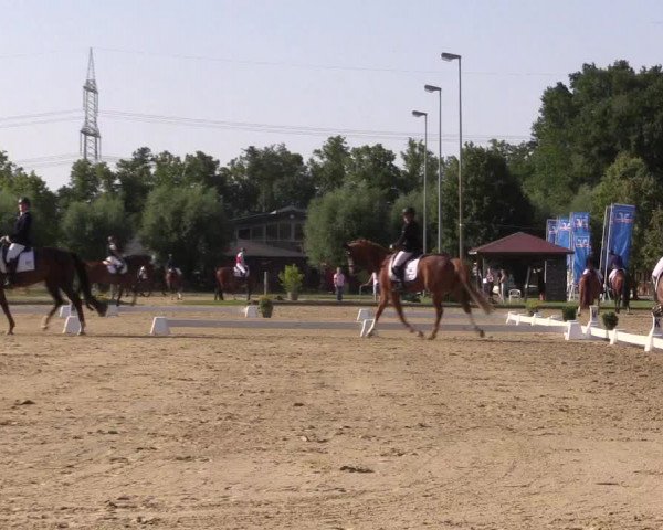 Reitturnier Münster-Roxel 2023