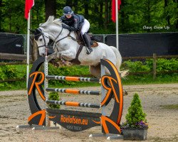 Springpferd Hello B (KWPN (Niederländisches Warmblut), 2012, von Berlin)