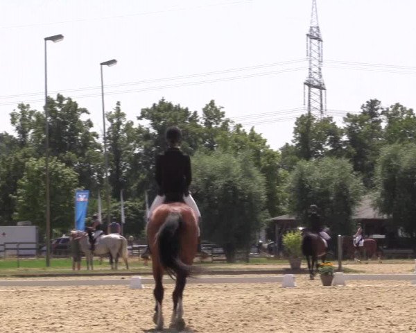 Reitturnier Münster-Roxel 2023