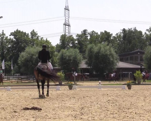 Reitturnier Münster-Roxel 2023