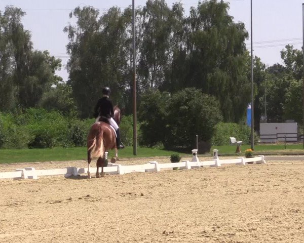 Reitturnier Münster-Roxel 2023