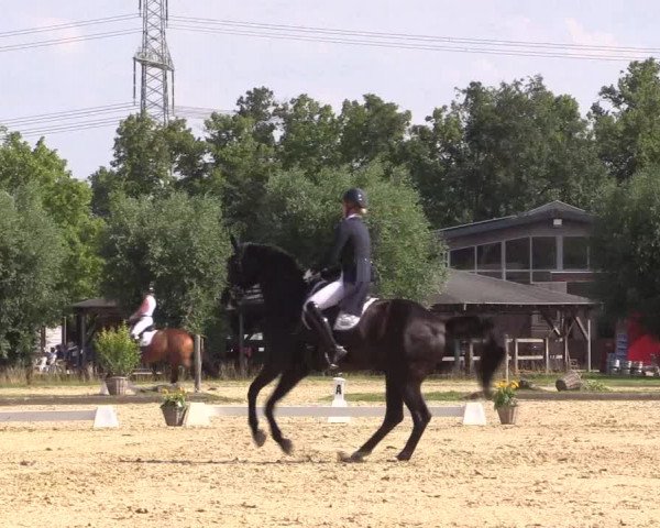 Reitturnier Münster-Roxel 2023