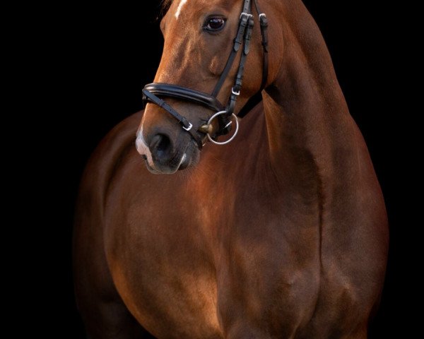 Dressurpferd Laurelin's Nero (New-Forest-Pony, 2012, von Jacodi's Bo's Barclay)