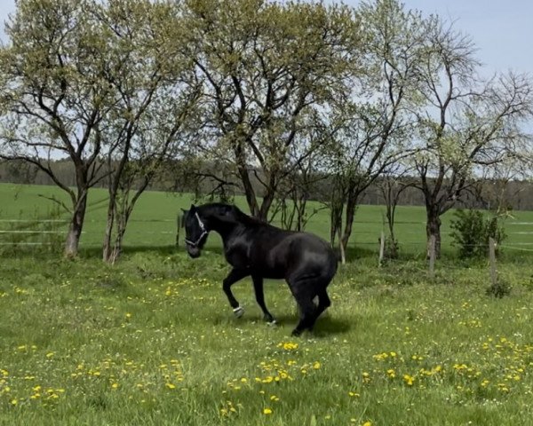 Pferd Frankenstein 12 (Deutsches Reitpferd, 2019, von Finest)