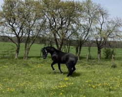 horse Frankenstein 12 (German Warmblood, 2019, from Finest)