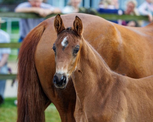 horse Faramir HL (Hanoverian, 2023, from For Dance)