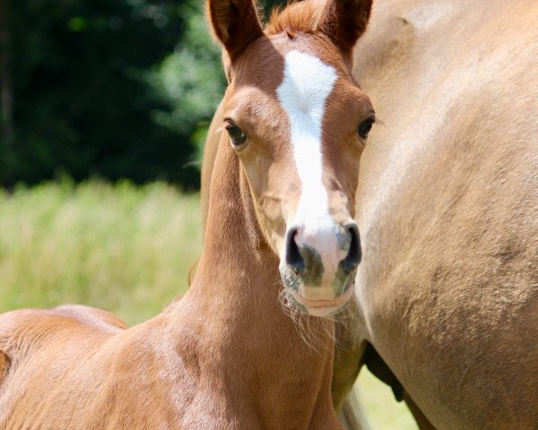 horse Glückspilz HL (German Riding Pony, 2023, from Golden Grey NRW)