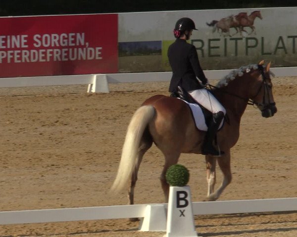 Reitturnier Stadl Paura 2023