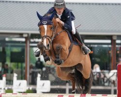 jumper Check Me Z (Zangersheide riding horse, 2016, from Catoki's Cornet)