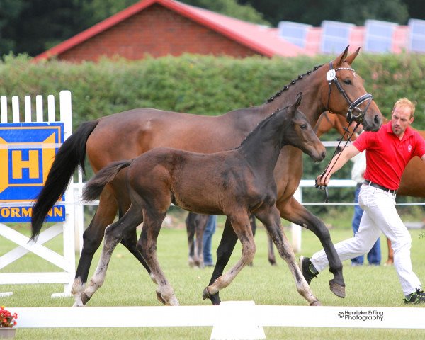 dressage horse Ballybane (Westphalian, 2016, from Bon Coeur)
