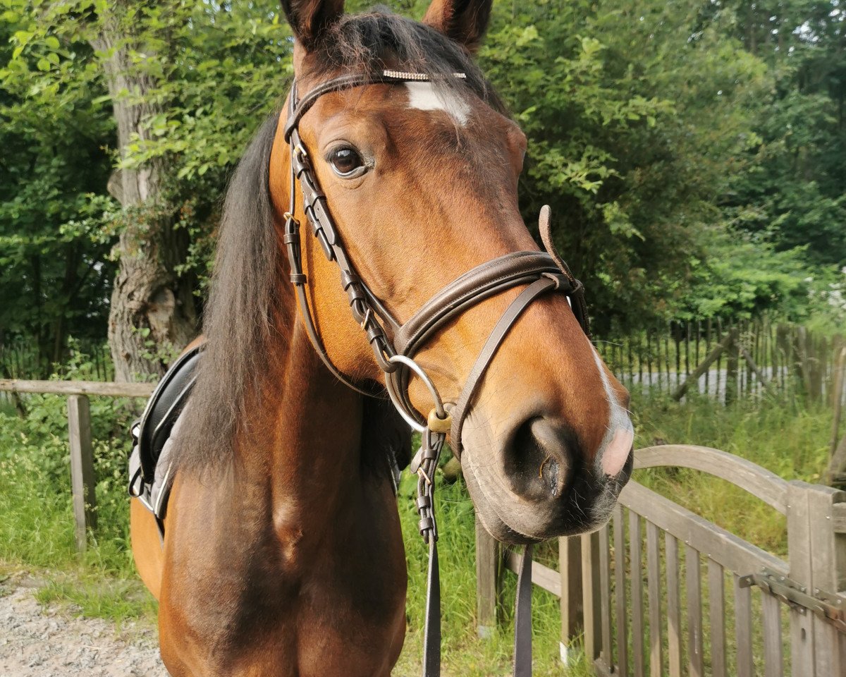 broodmare Abalone 5 (Westphalian, 2012, from Arpeggio)