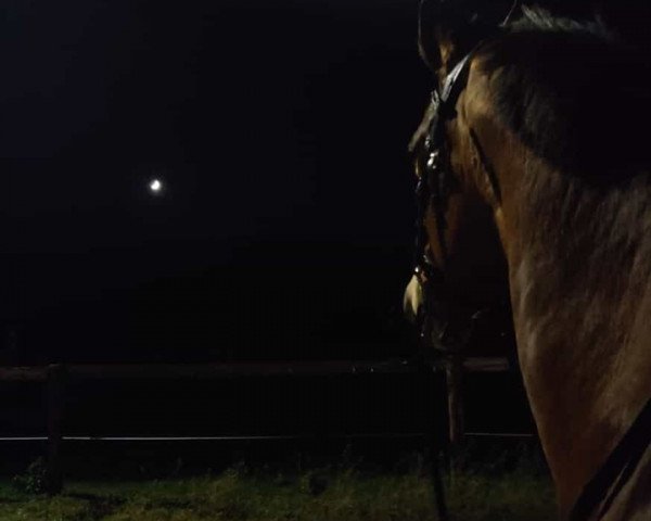 broodmare Rosalie 223 (Rhinelander, 2003, from Ruiz Soler)