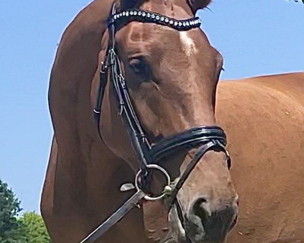 Pferd Dancera (Hannoveraner, 2019, von Don Martillo)