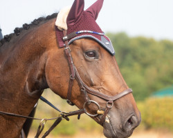 jumper Viola Chocolate (Hanoverian, 2015, from Uccello)
