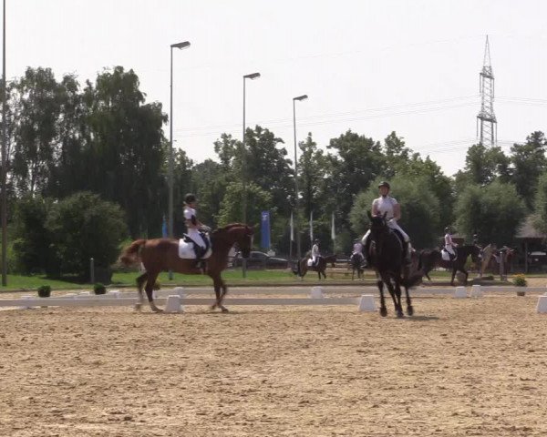 Reitturnier Münster-Roxel 2023