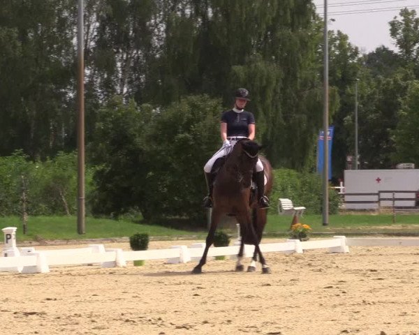 Reitturnier Münster-Roxel 2023