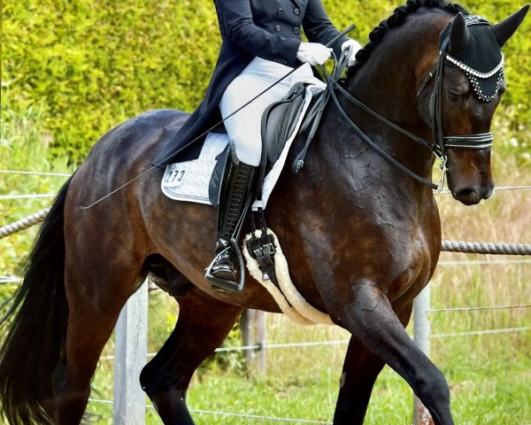 dressage horse Salturo (Hanoverian, 2012, from Soliman)
