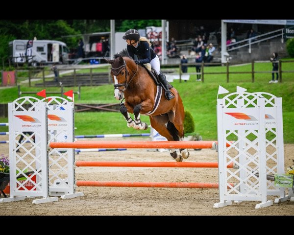 Springpferd Jalido (KWPN (Niederländisches Warmblut), 2014, von VDL Harley)