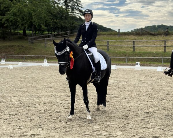 dressage horse Point To Point 8 (German Riding Pony, 2005, from FS Pour l'Amour)