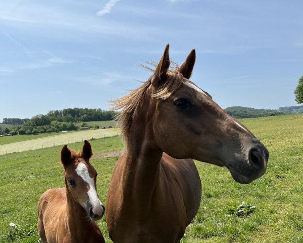 Pferd Et Lisbeth (Westfale, 2023, von Edward 28)