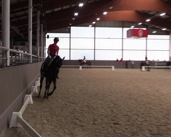 Westfälische Stutenleistungsprüfung Münster-Handorf 2023
