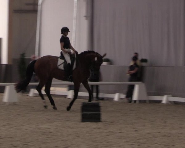 Westfälische Stutenleistungsprüfung Münster-Handorf 2023