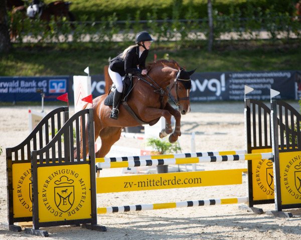 Springpferd Grace W. (Deutsches Sportpferd, 2014, von Graf Rubin) Springpferd Grace W. (Deutsches Sportpferd, 2014, von Graf Rubin)