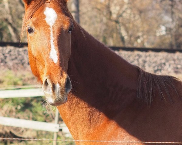 broodmare Clara Blue 2 (Oldenburg show jumper, 2019, from Chacoon Blue)