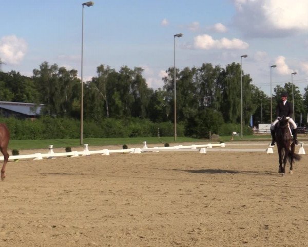 Reitturnier Münster-Roxel 2023
