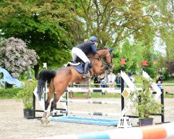 jumper Camira Z 2 (Zangersheide riding horse, 2011, from Caleandro)